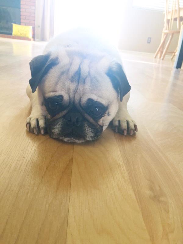 /Images/uploads/PUG NATION RESCUE OF LOS ANGELES/pugnationcalendar/entries/2430thumb.jpg